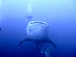 Whale shark & diver May 13, 2006 at Gladden Spit off Plac... by Gordon Clawson 